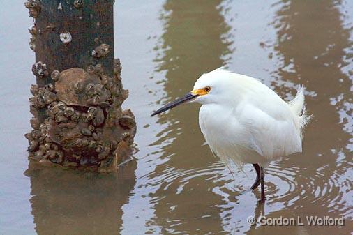 Egret Near Piling_37737.jpg - Snowy Egret (Egretta thula) photographed along the Gulf coast near Port Lavaca, Texas, USA.